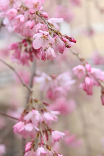 3369-13.3.22一重紅枝垂れ桜　縦　アップ.jpg